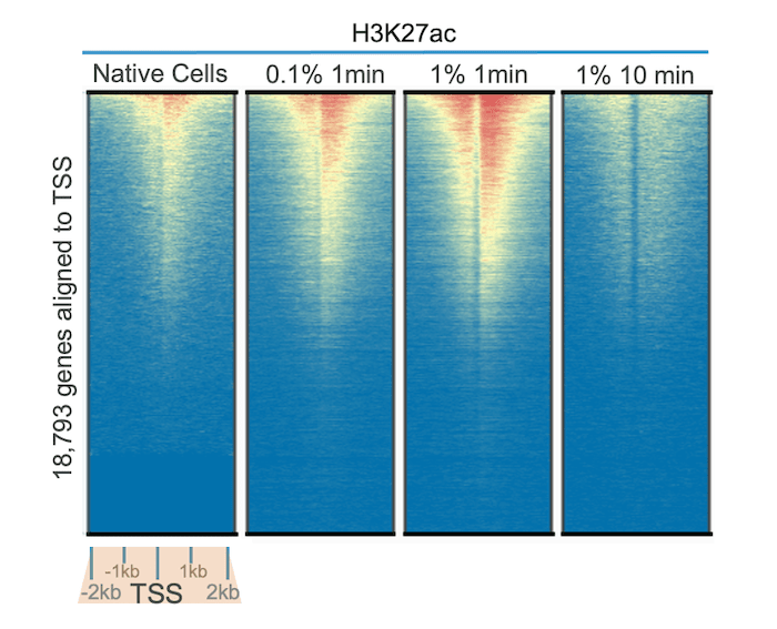 CUT&RUN for H3K27ac Heatmap