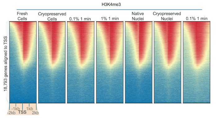 CUT&RUN for H3K4me3 Heatmap