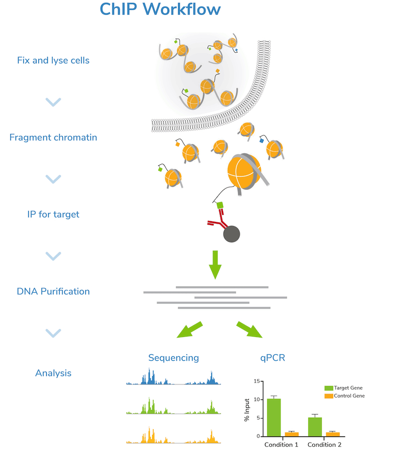 ChIP-blog-figure-1