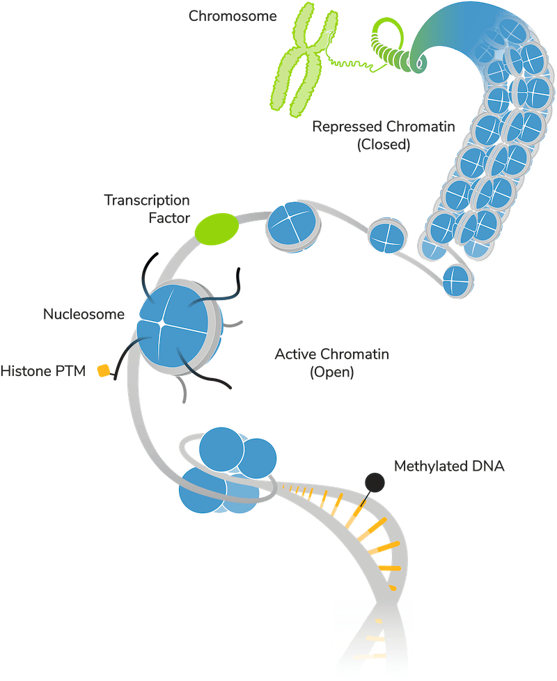 histone-mods-blog-figure-1