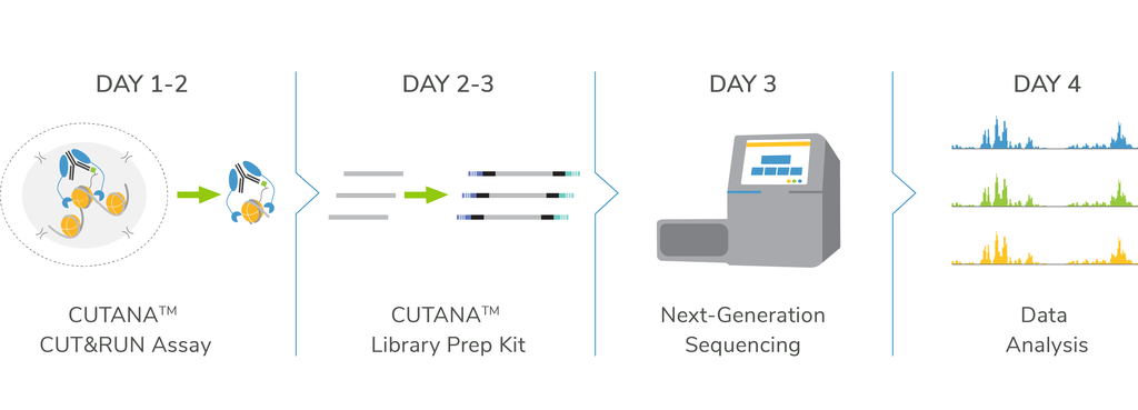 CUTANA CUT&RUN protocol timeline