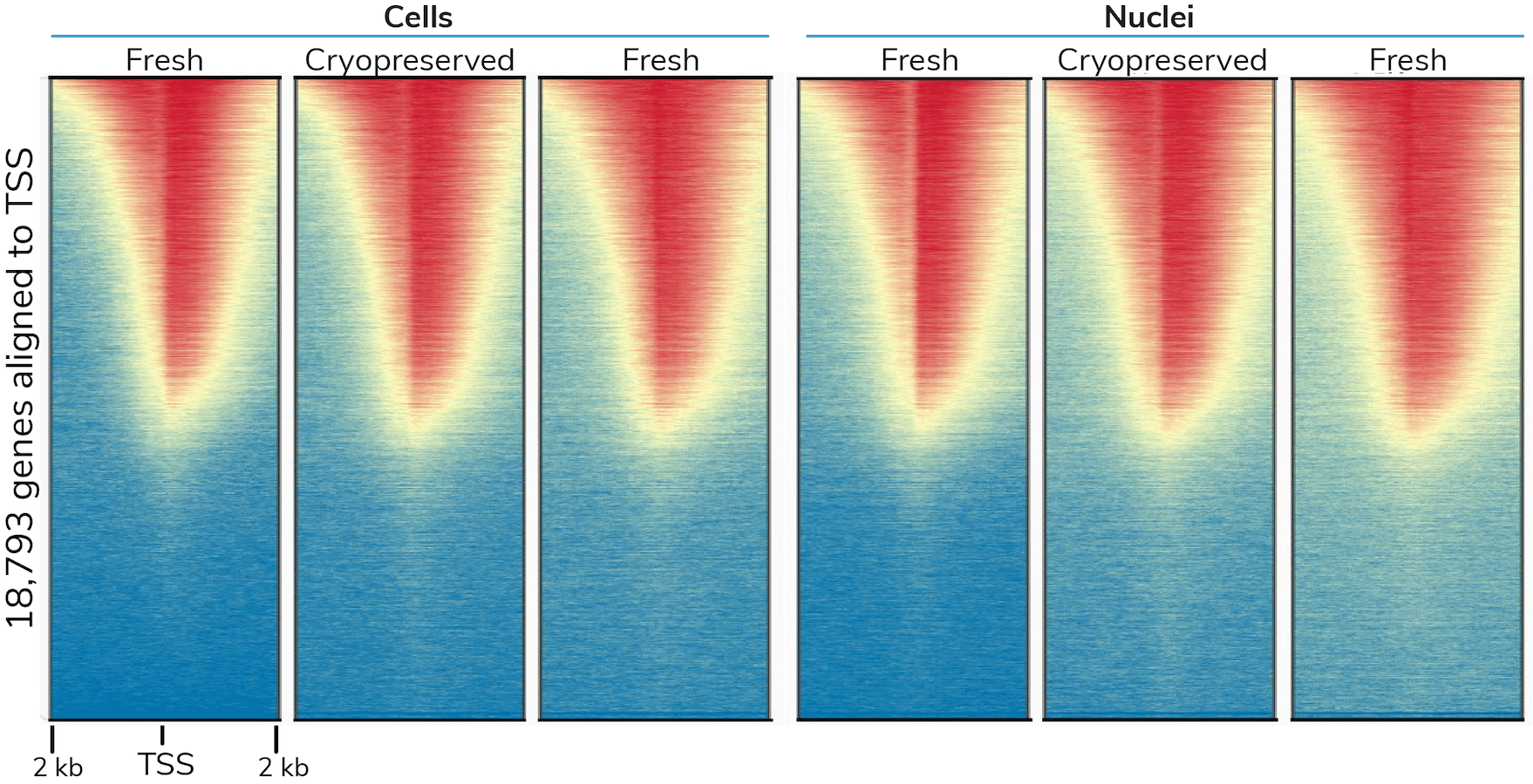cutandrun-cells-and-nuclei