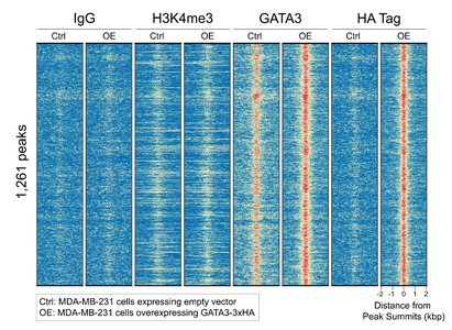 13-2010-ha-tagged-protein