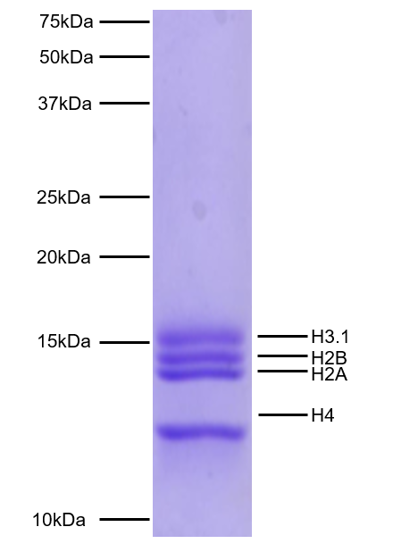 16-0001-protein-gel-data