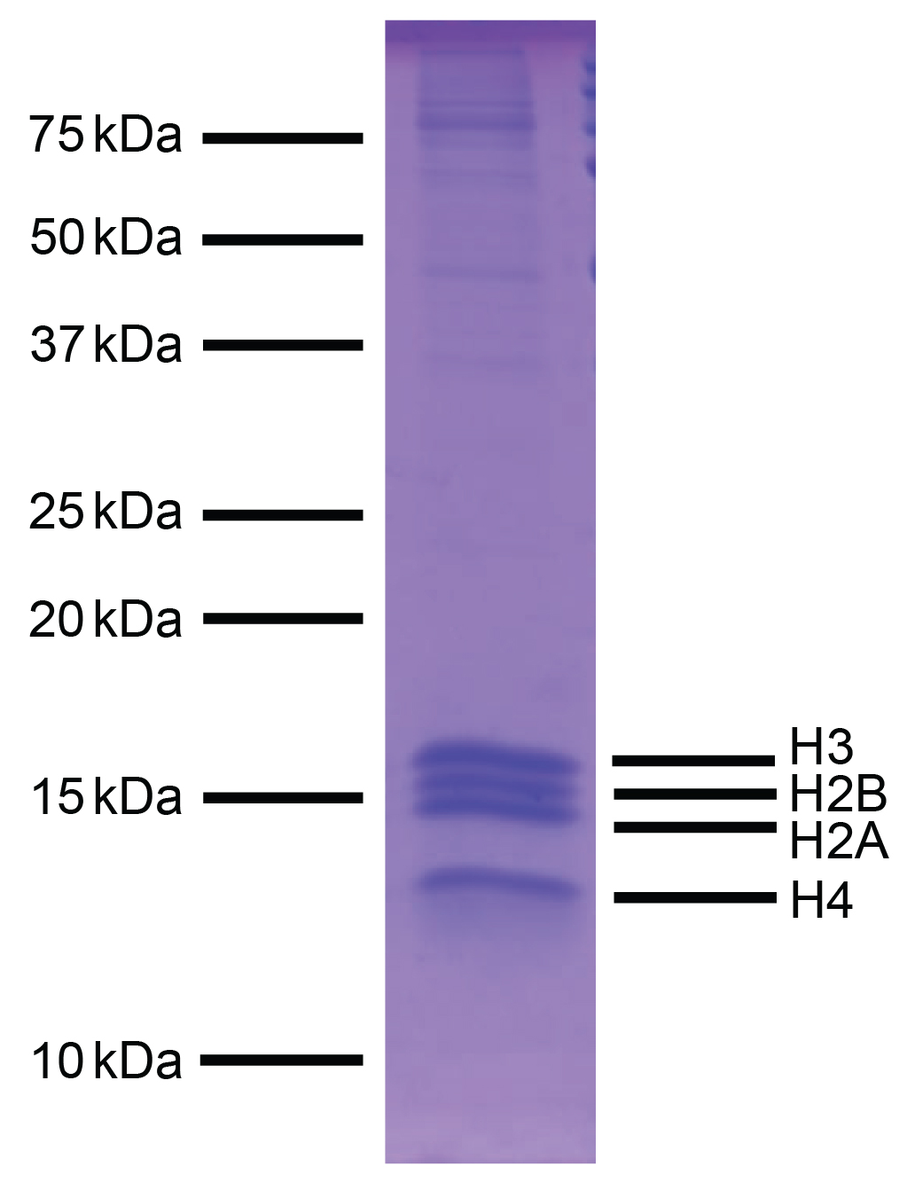 16-0002-protein-gel-data