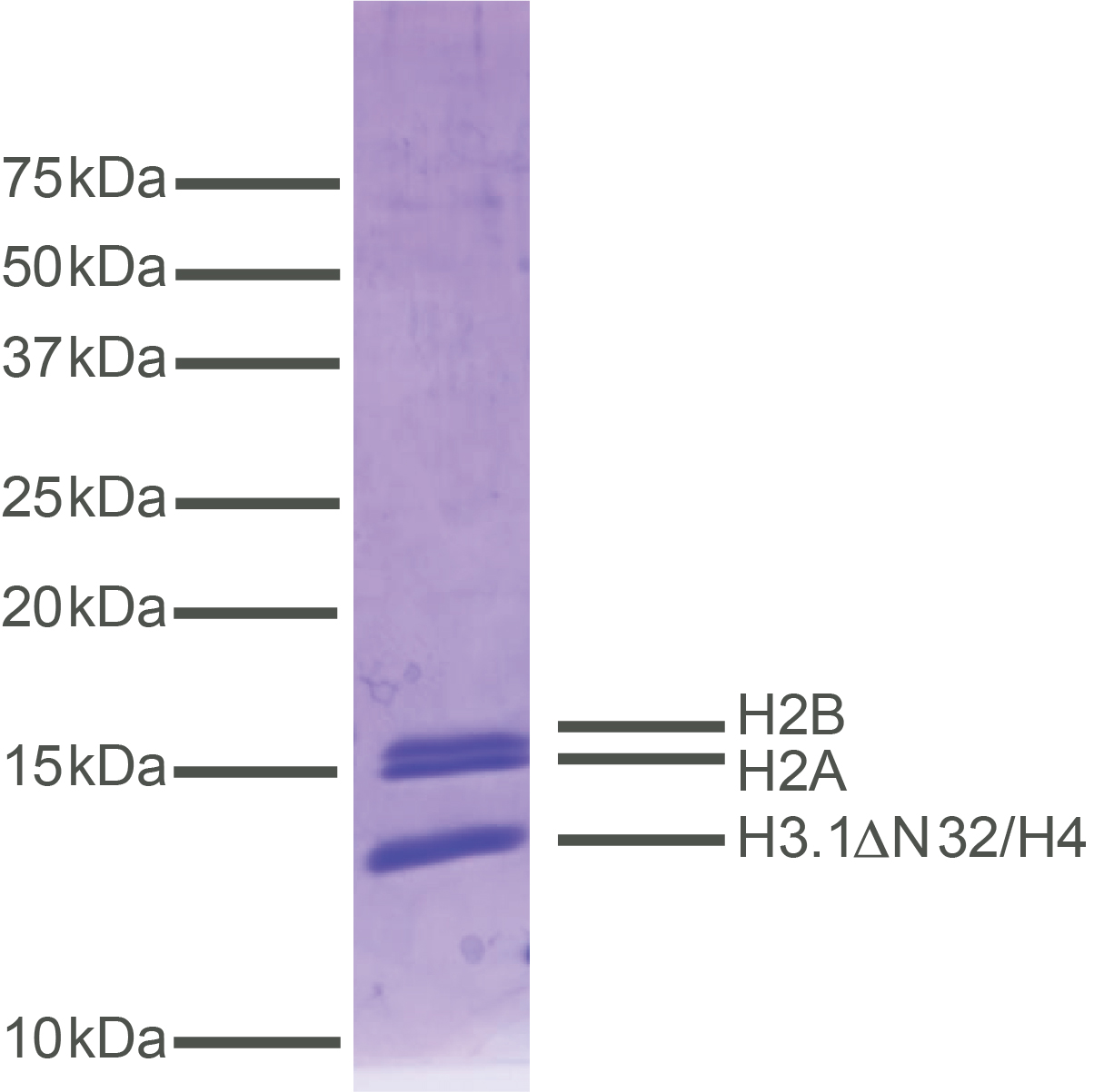 16-0016-protein-gel-data