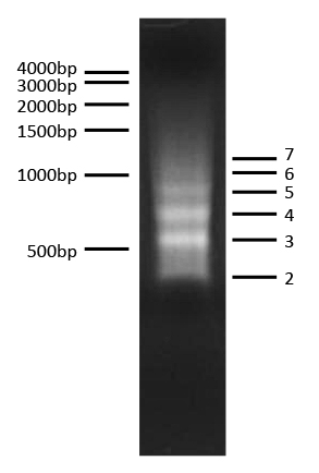 16-0022 DNA Gel