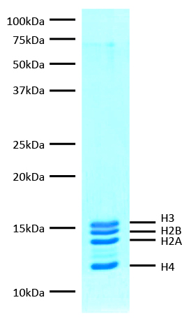 16-0022 Protein Gel