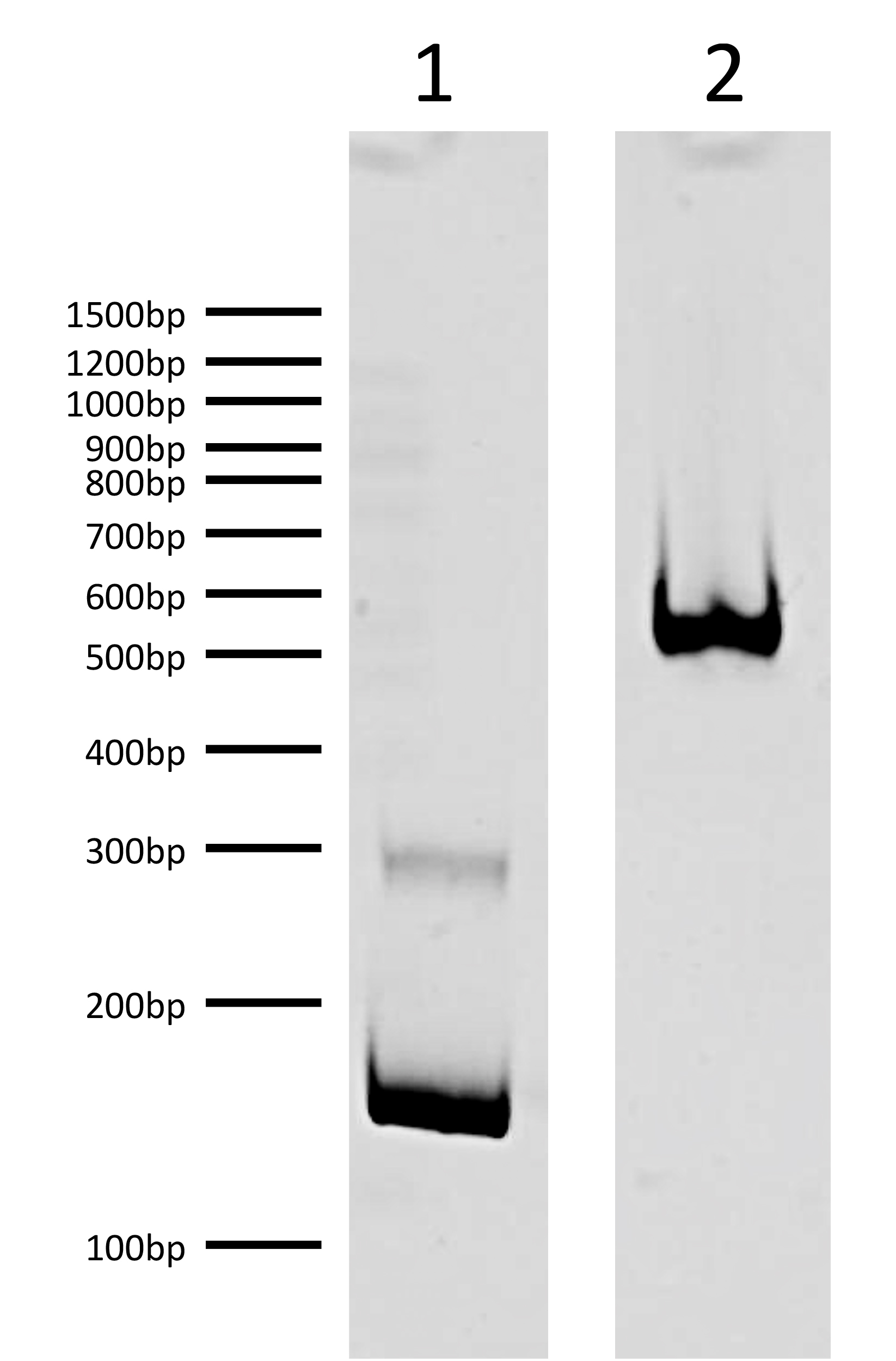 16-0023 DNA Gel Data