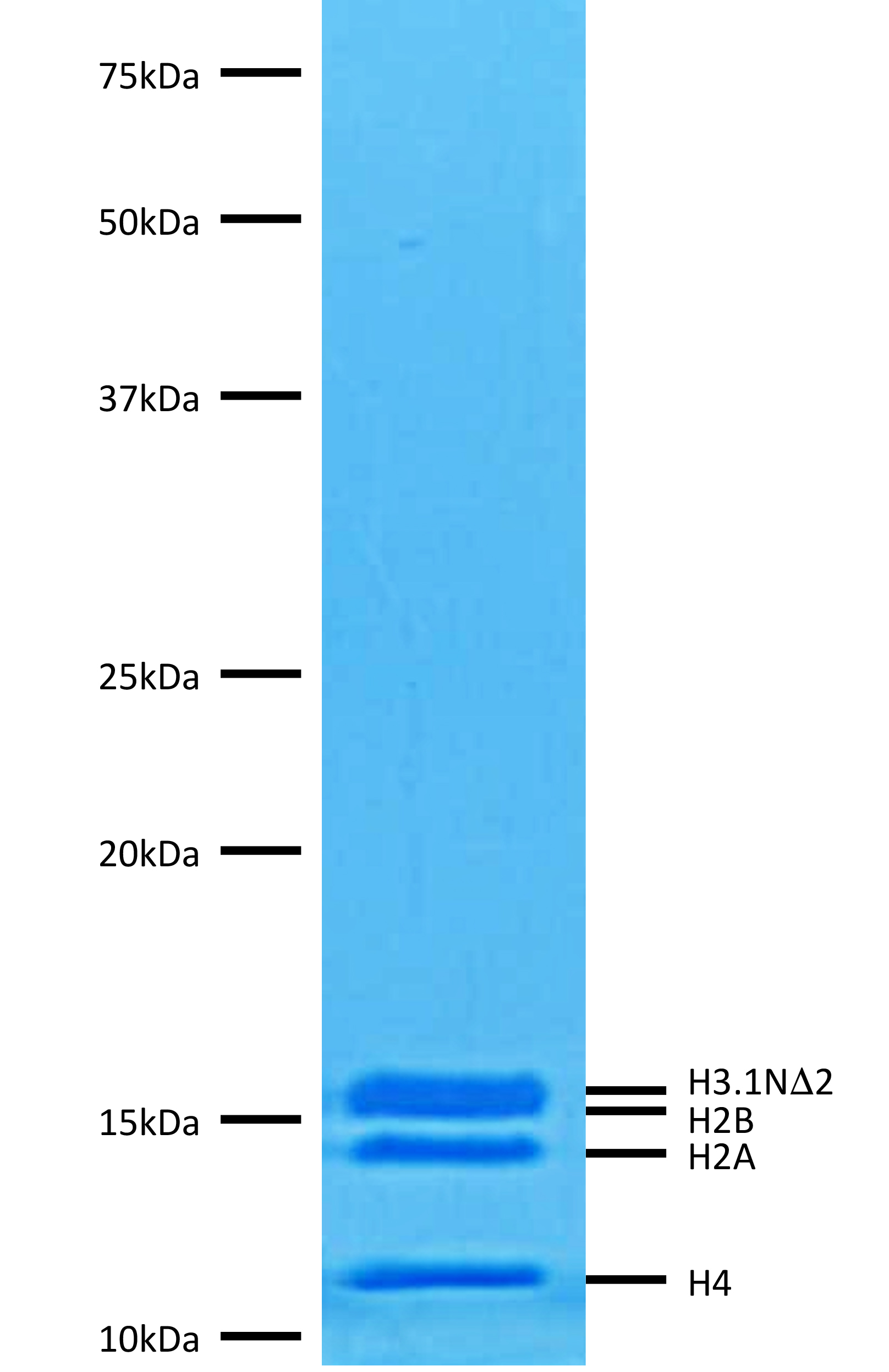 16-0023 Protein Gel Data