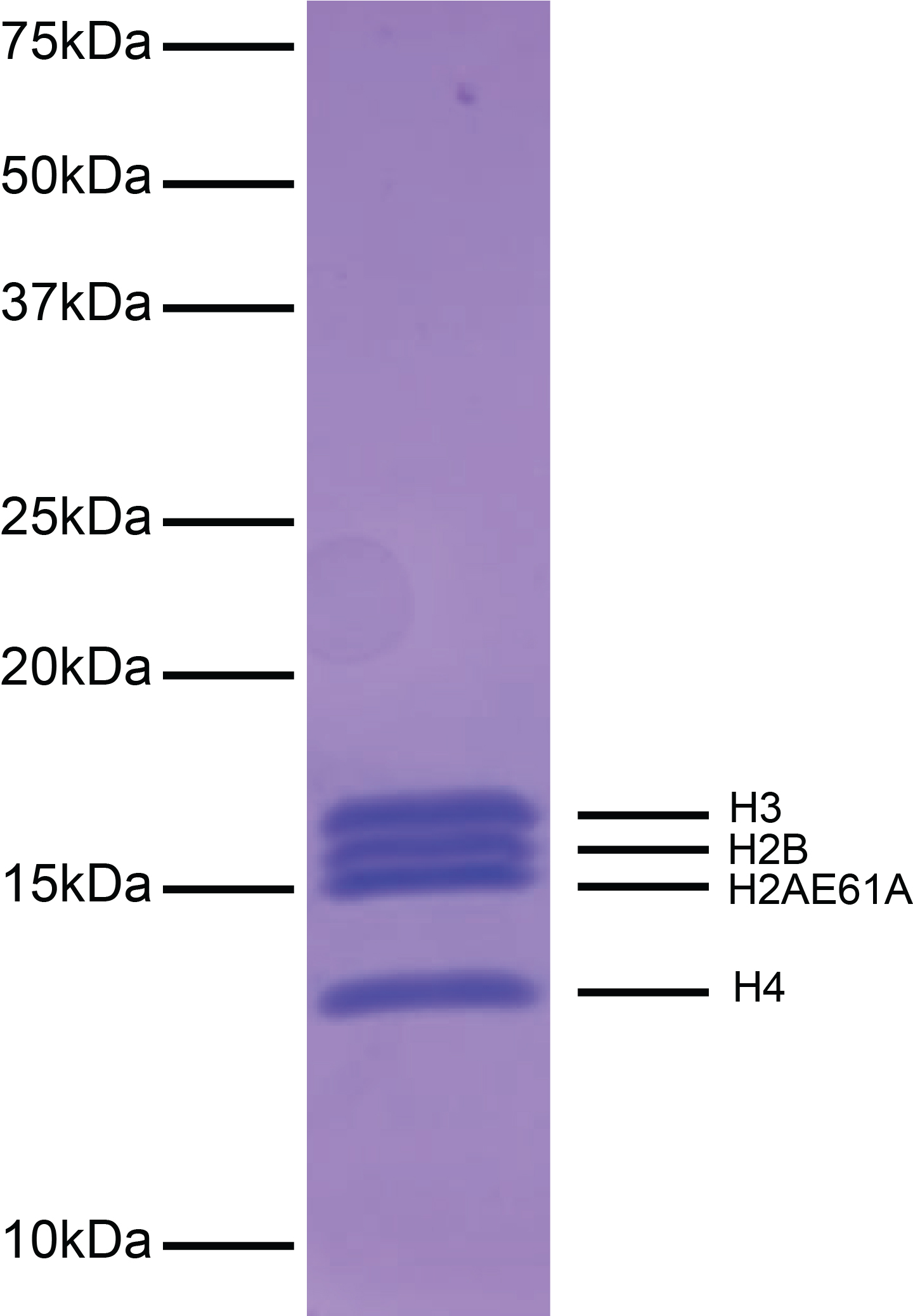 16-0029-protein-gel-data-test