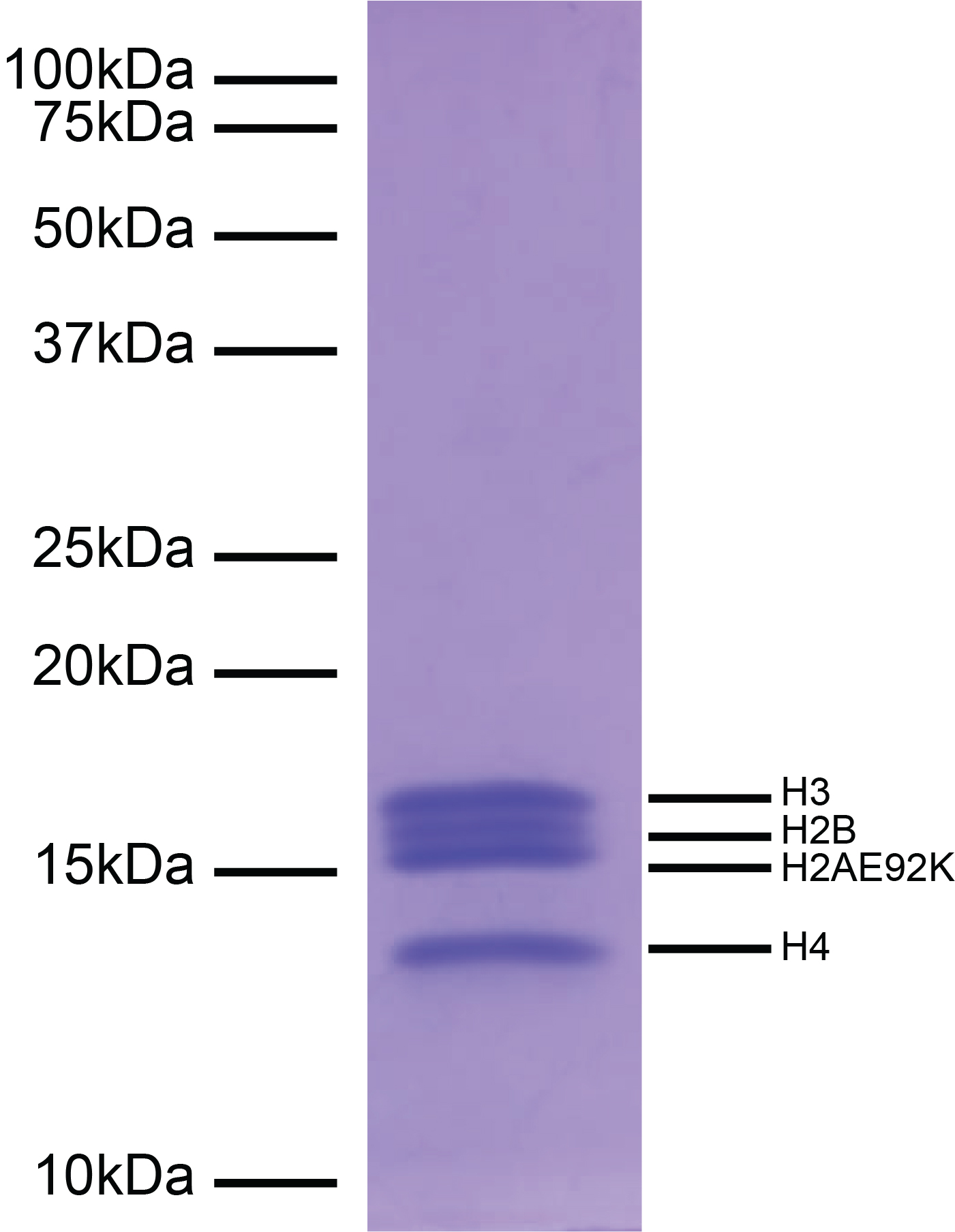 16-0030-protein-gel-data-test