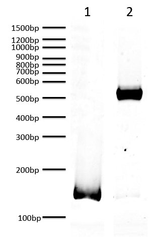 16-0314 Protein Gel Data