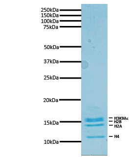 16-0314 Protein Gel Data