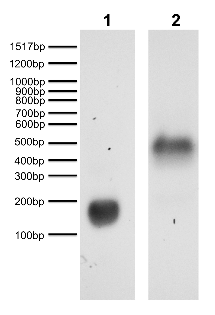 16-0315 Protein Gel Data