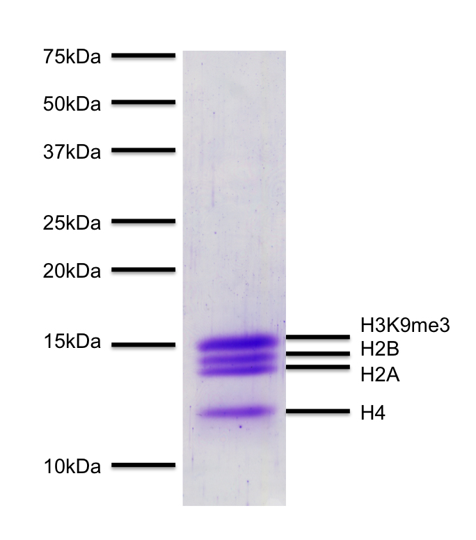 16-0315 Protein Gel Data