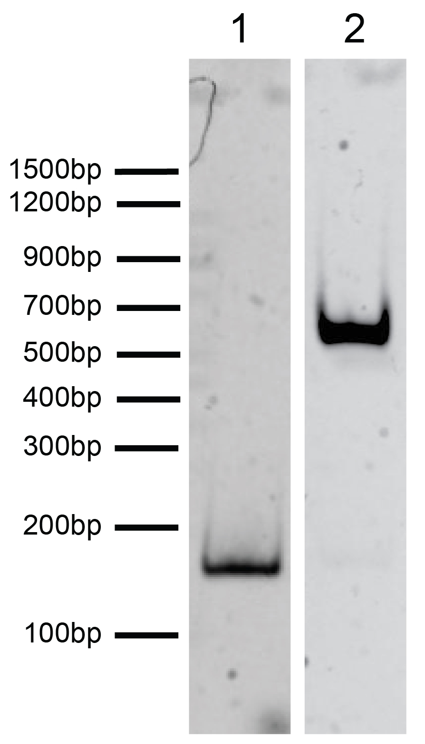 16-0316 Protein Gel Data