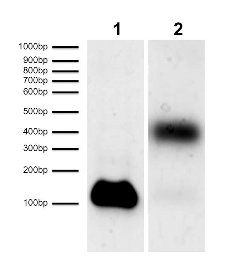 16-0319 Protein Gel Data