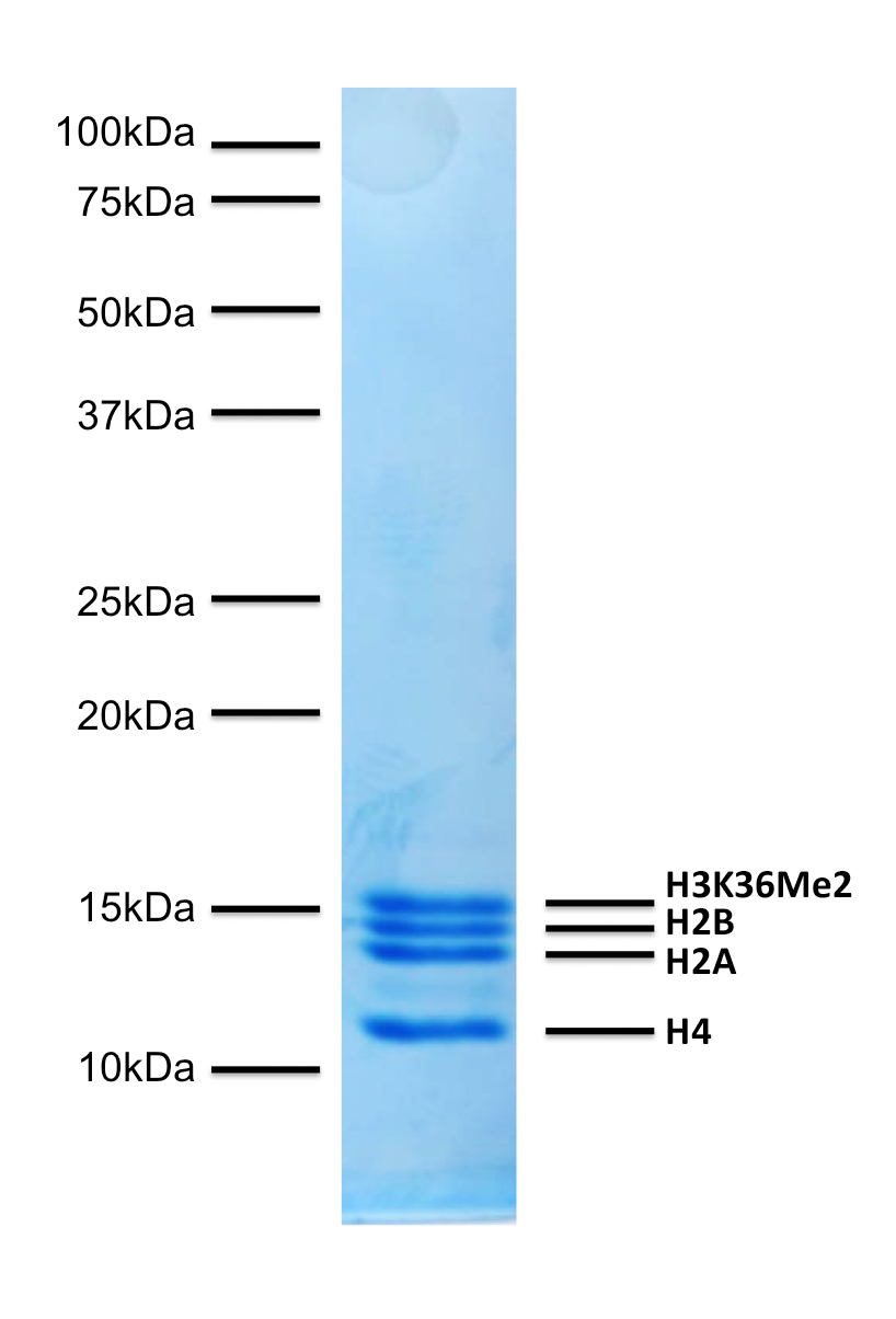 16-0319 Protein Gel Data
