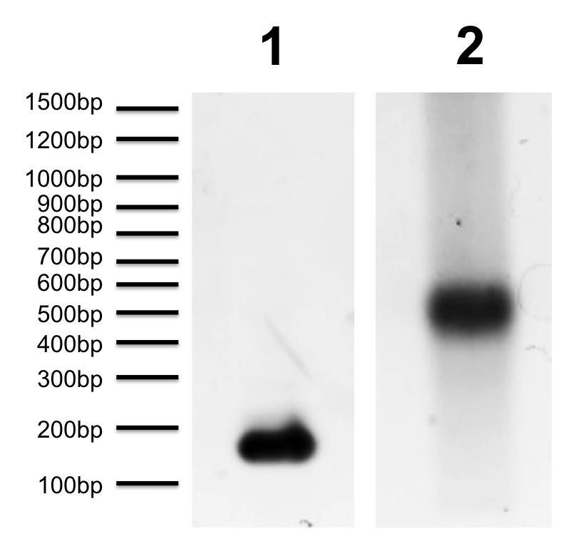16-0320 Protein Gel Data