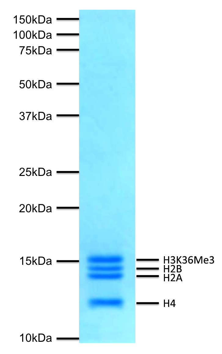 16-0320 Protein Gel Data