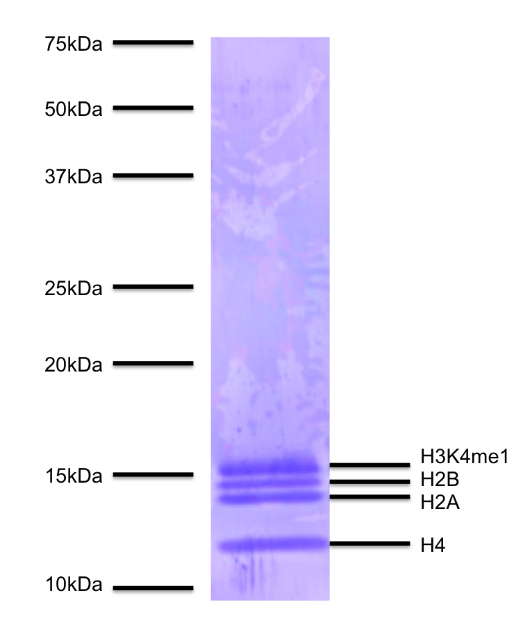16-0321 Protein Gel Data