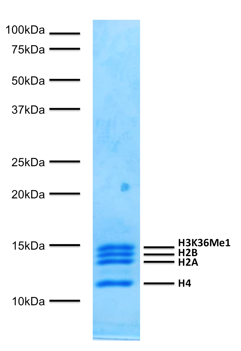 16-0322 Protein Gel Data