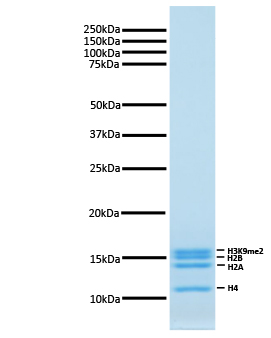 16-0324 Protein Gel Data