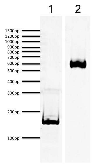 16-0332 Protein Gel Data