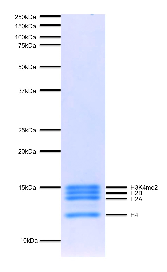 16-0334 Protein Gel Data