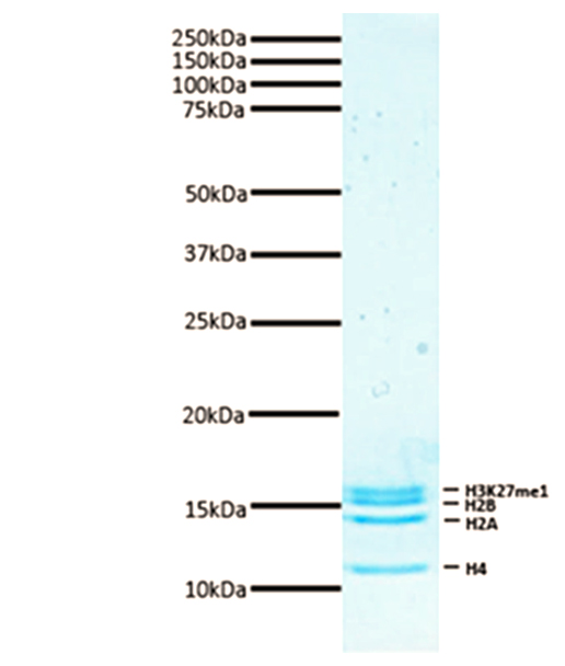 16-0338 Protein Gel Data