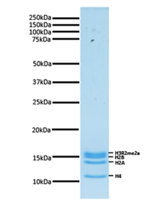 16-0341 Protein Gel Data