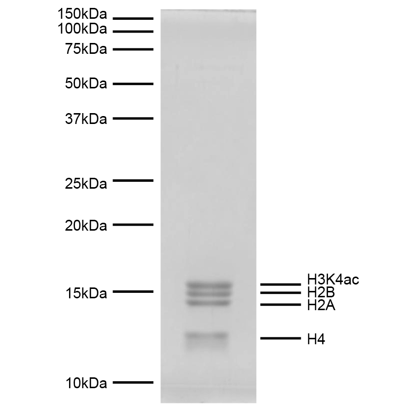 16-0342 Protein Gel Data