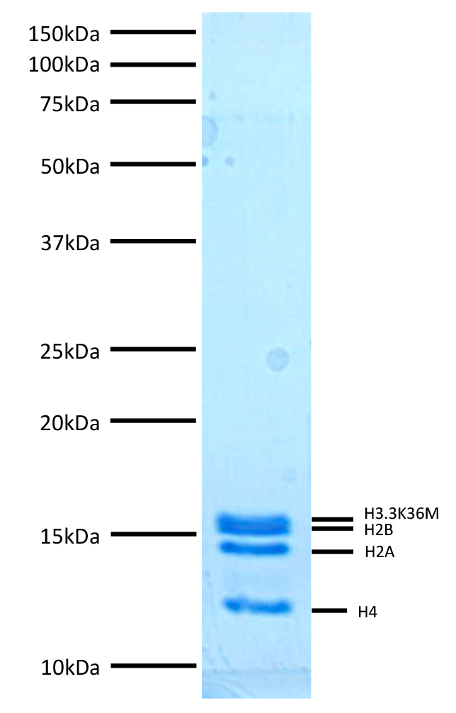 16-0344 Protein Gel Data