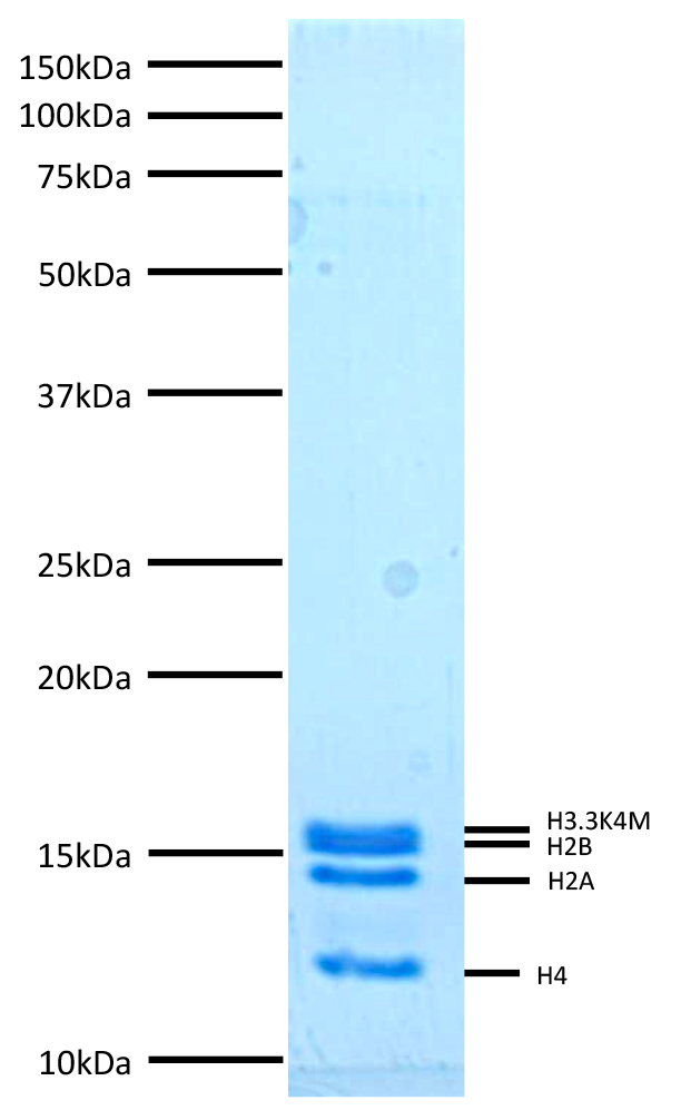 16-0349 Protein Gel Data