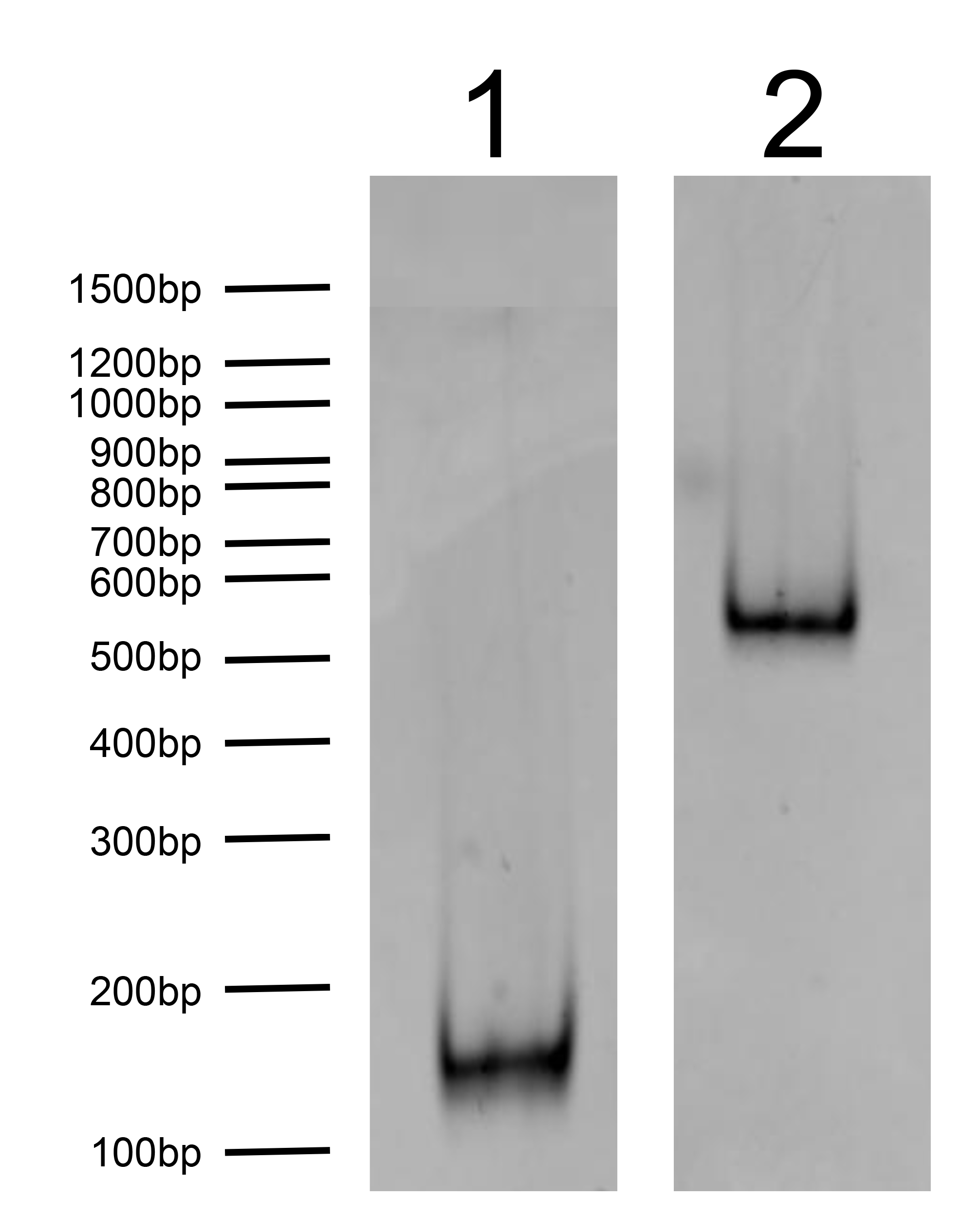 16-0352 DNA Gel Data