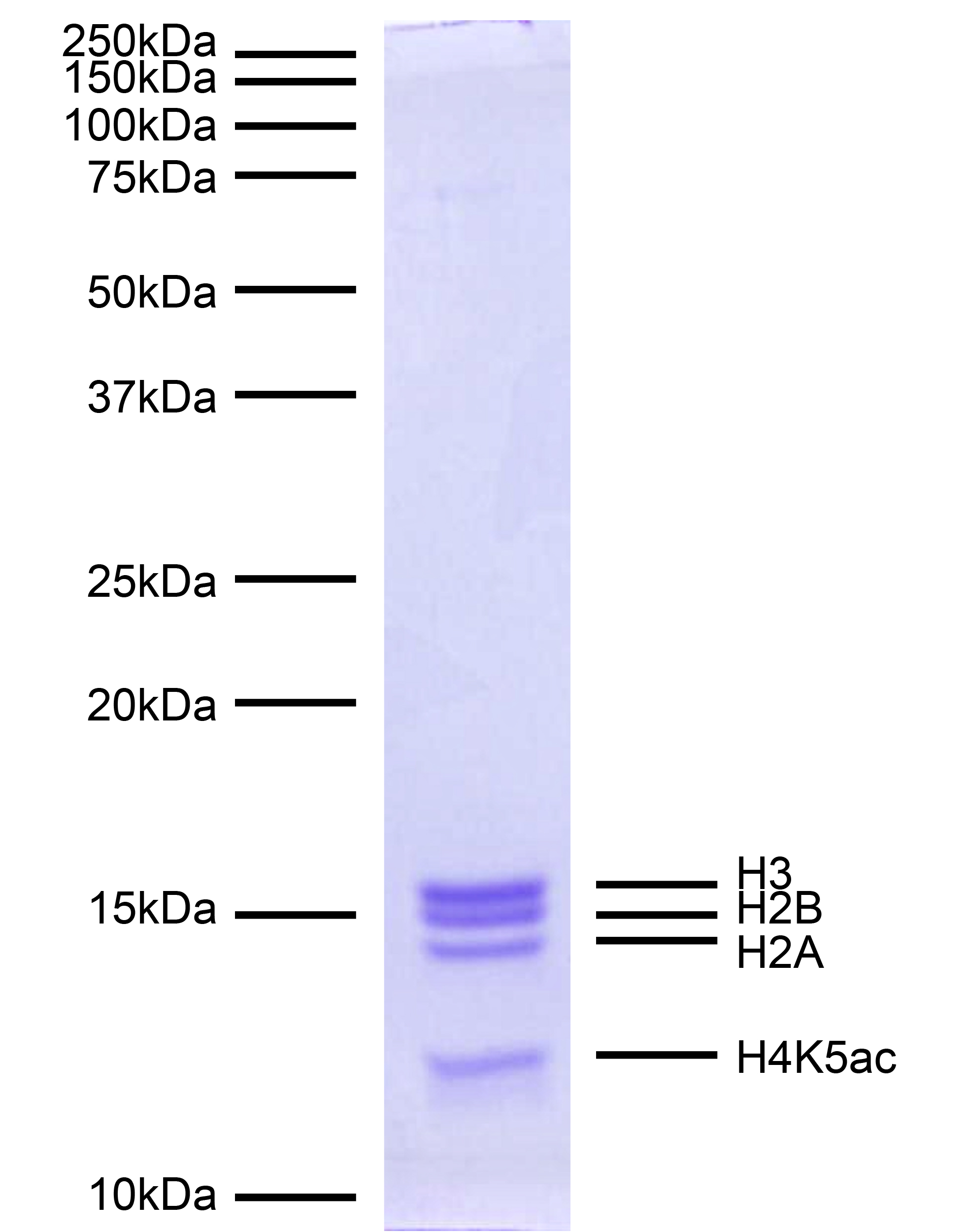 16-0352 Protein Gel Data