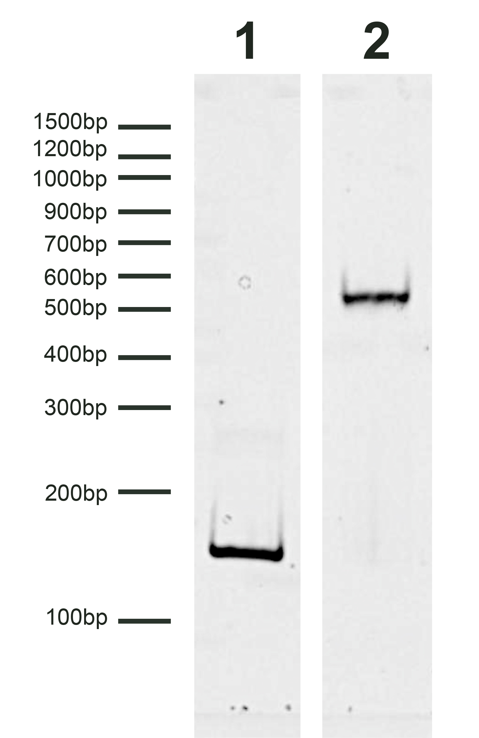 16-0360 DNA Gel Data