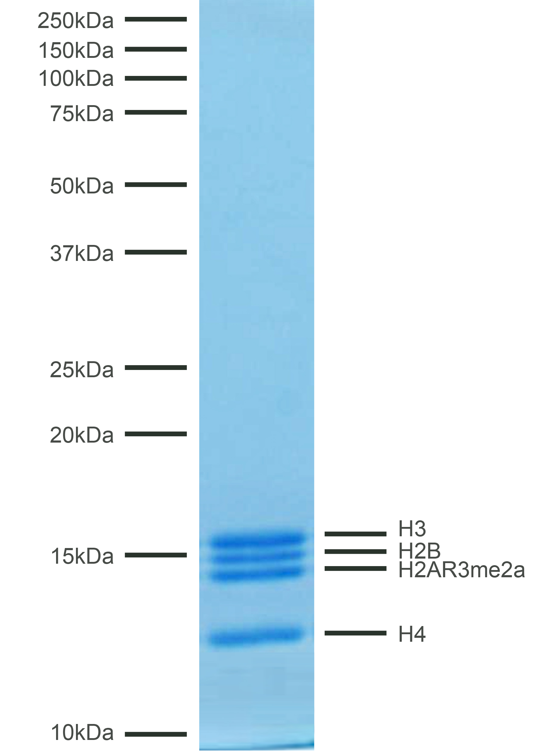 16-0360 Protein Gel Data