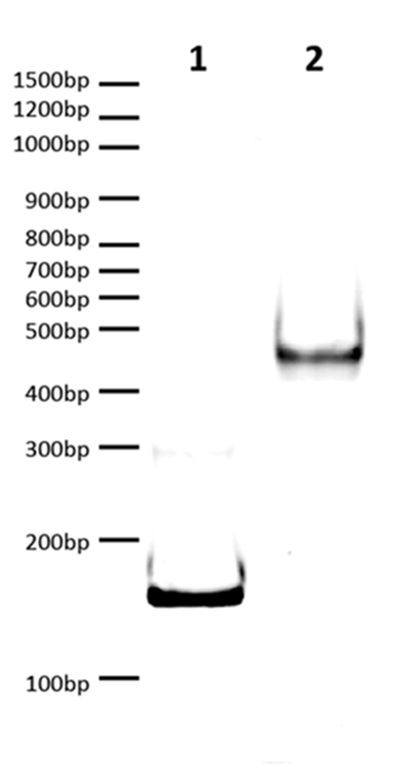 16-0365 DNA Gel Data
