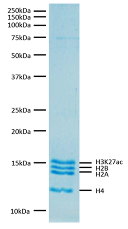 16-0365 Protein Gel Data