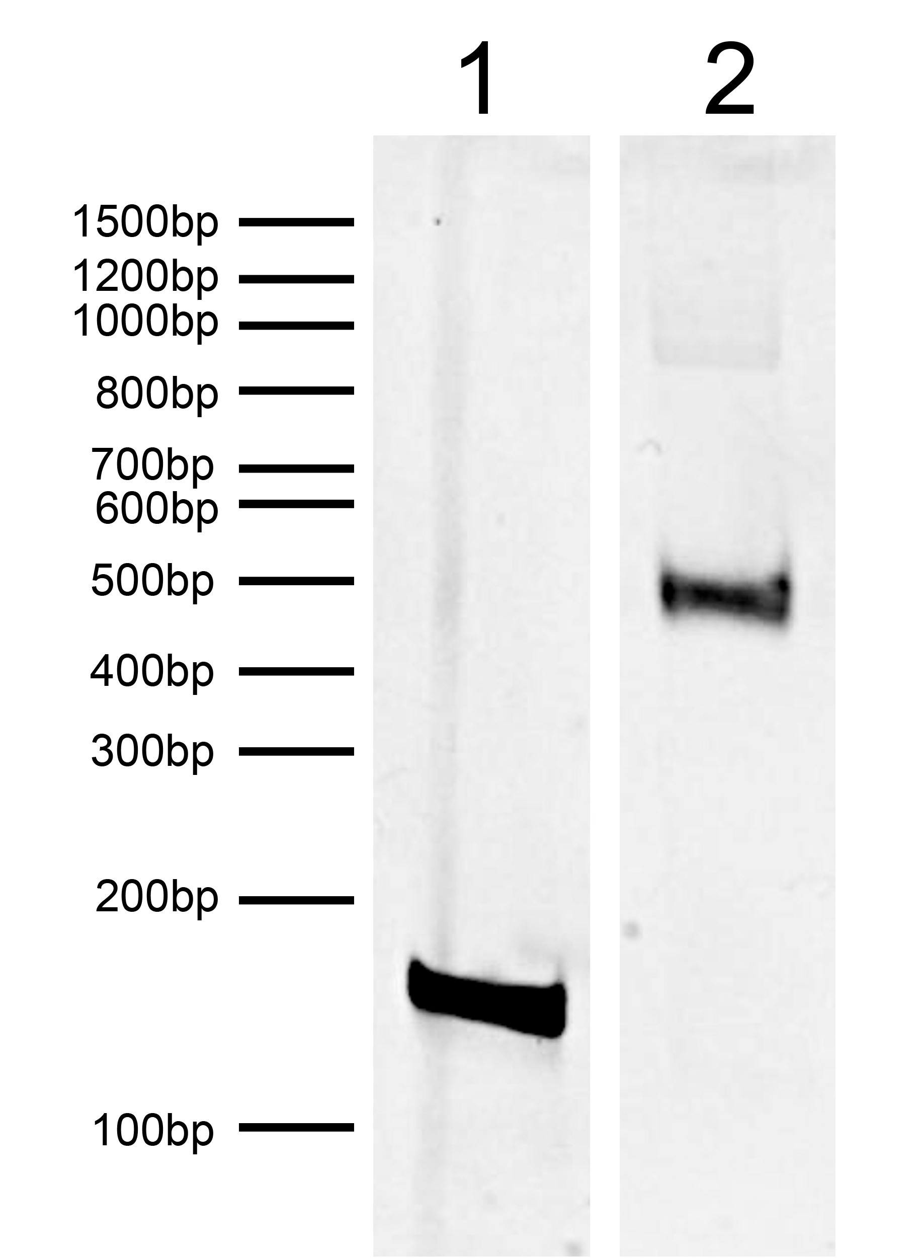 16-0366 DNA Gel Data