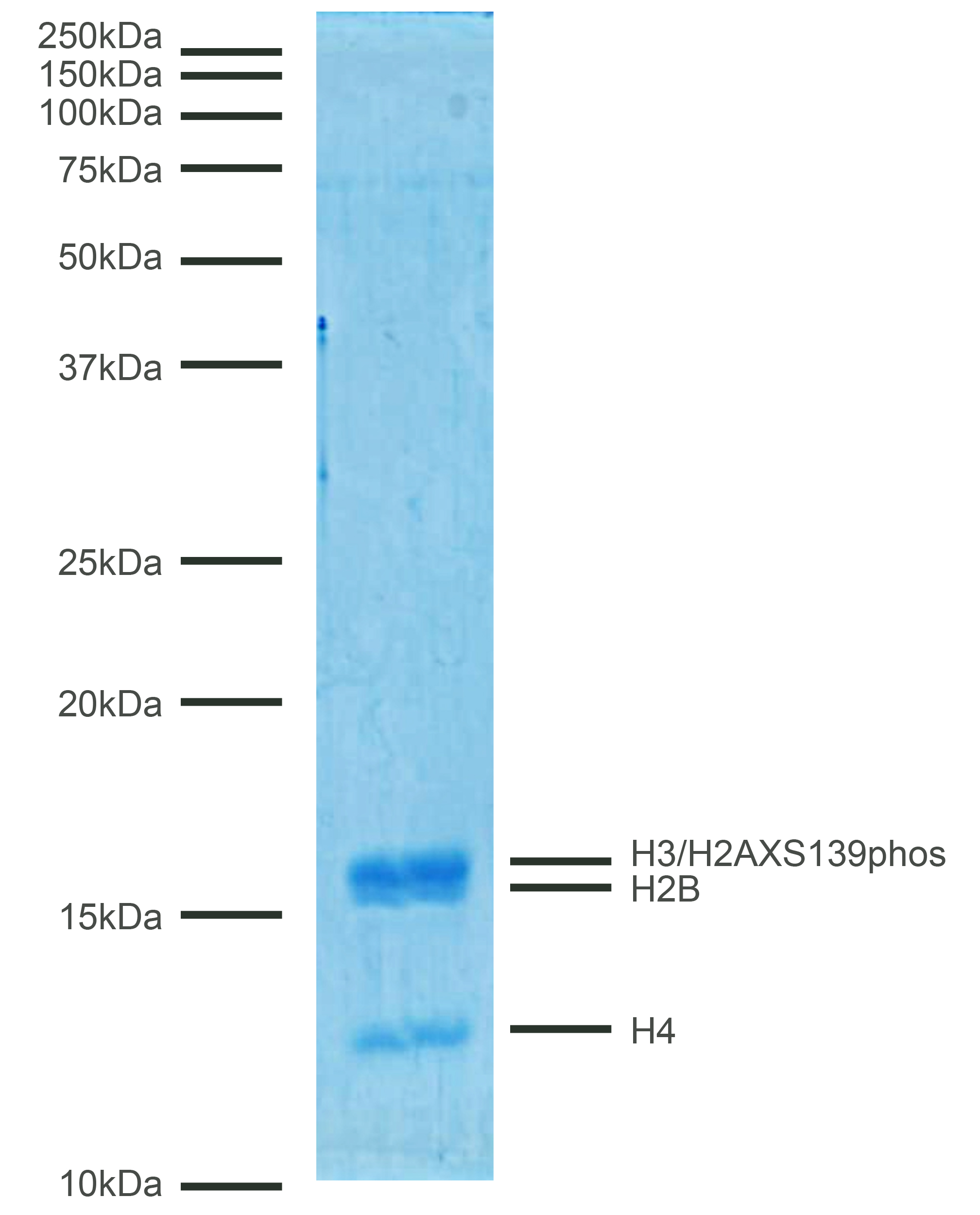 16-0366 Protein Gel Data
