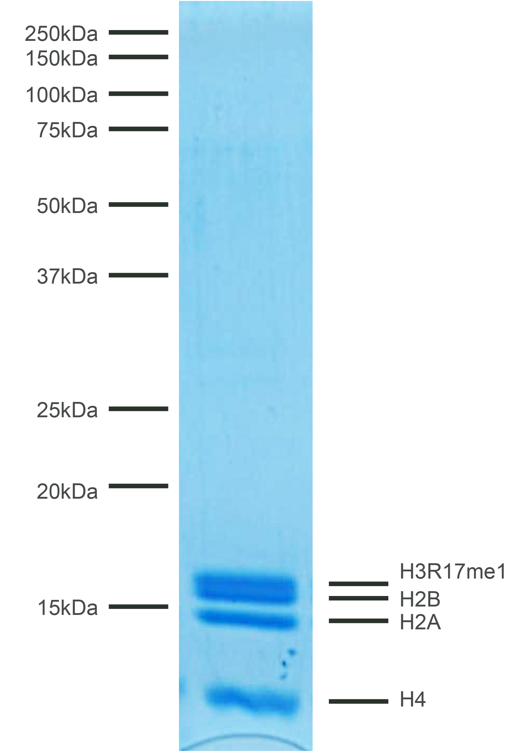 16-0382 Protein Gel Data