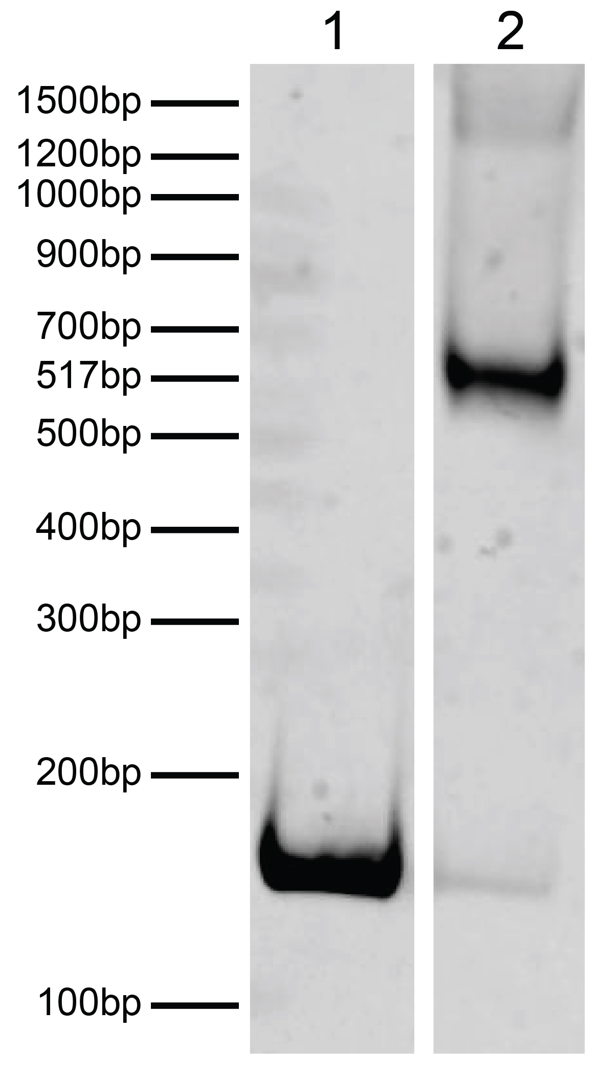 16-0385 DNA gel