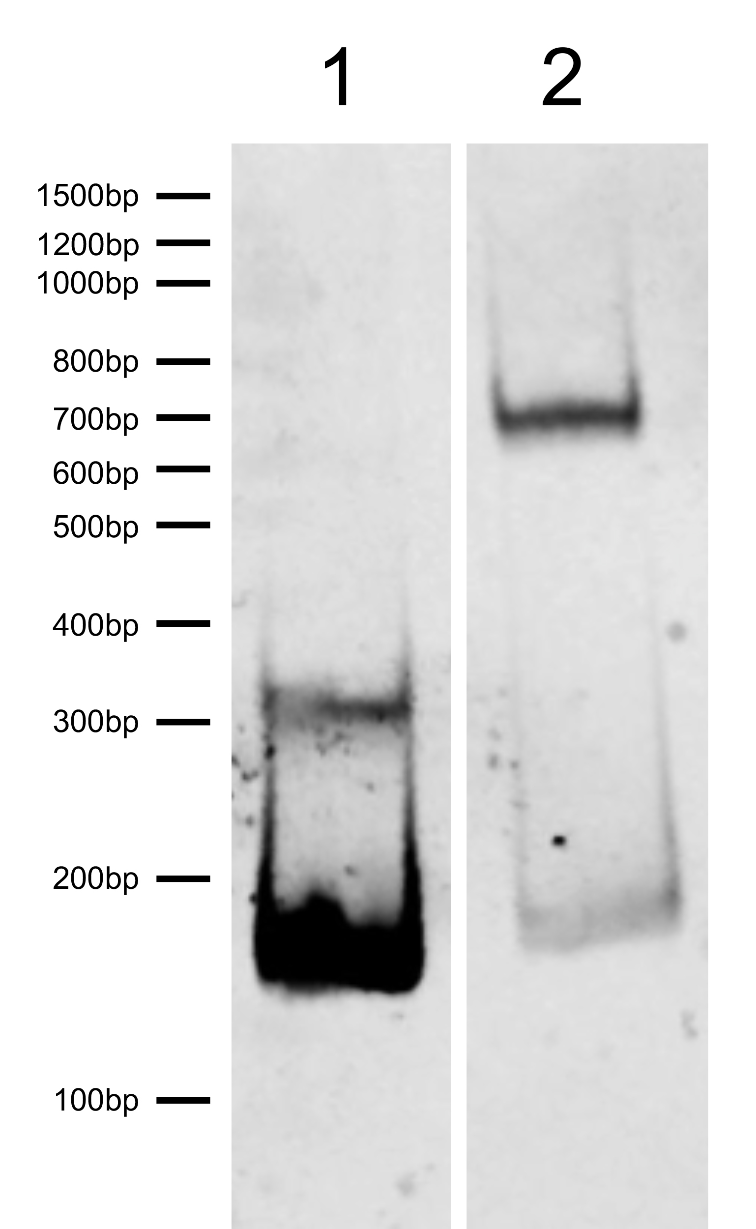 16-0386 DNA Gel Data