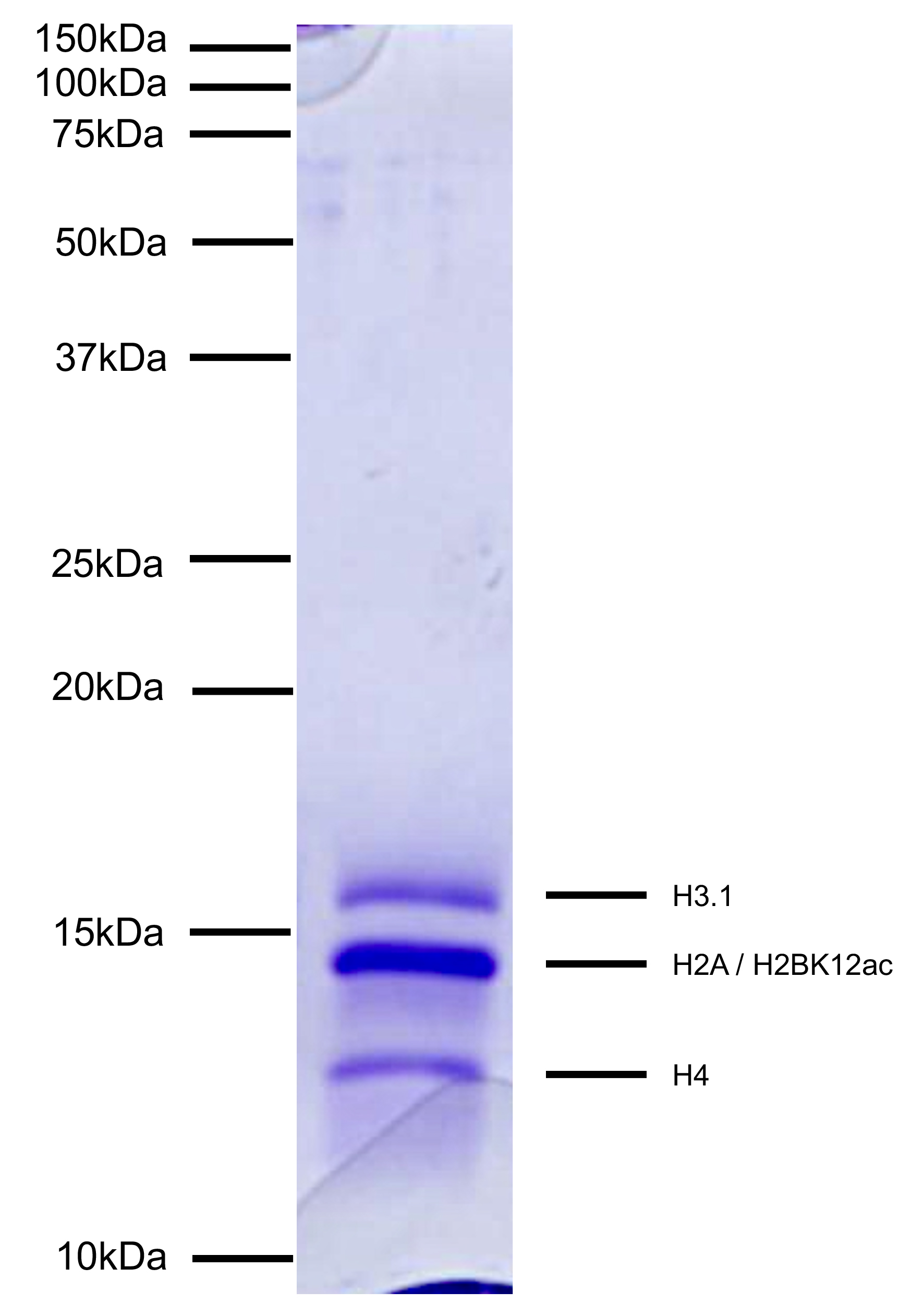 16-0386 Protein Gel Data