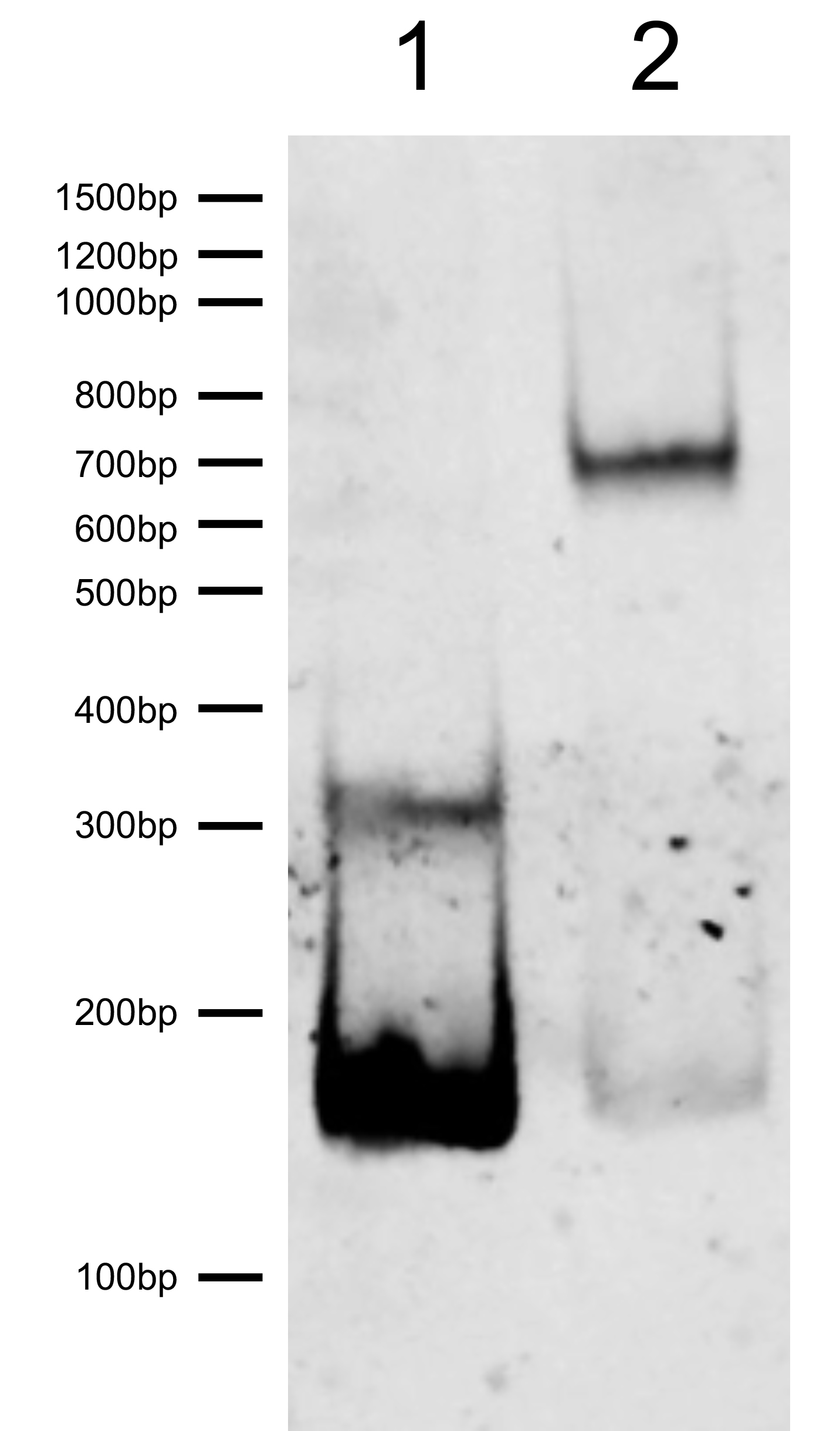 16-0387 DNA Gel Data