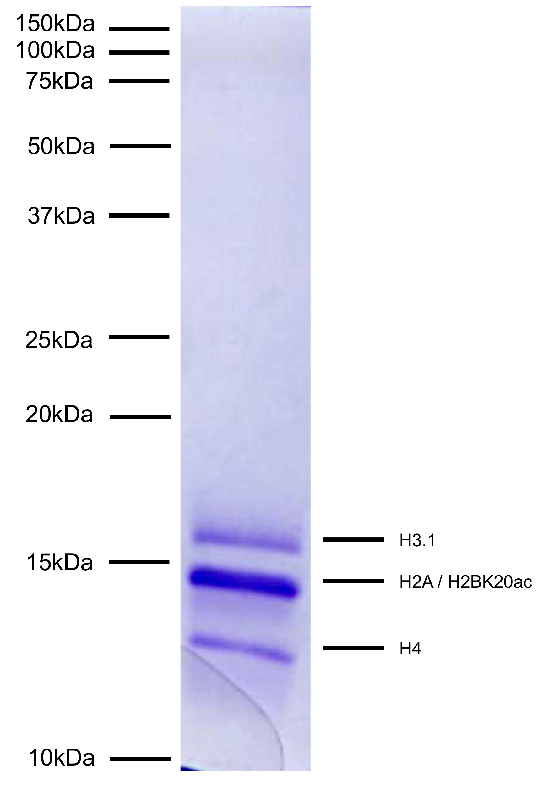 16-0387 Protein Gel Data