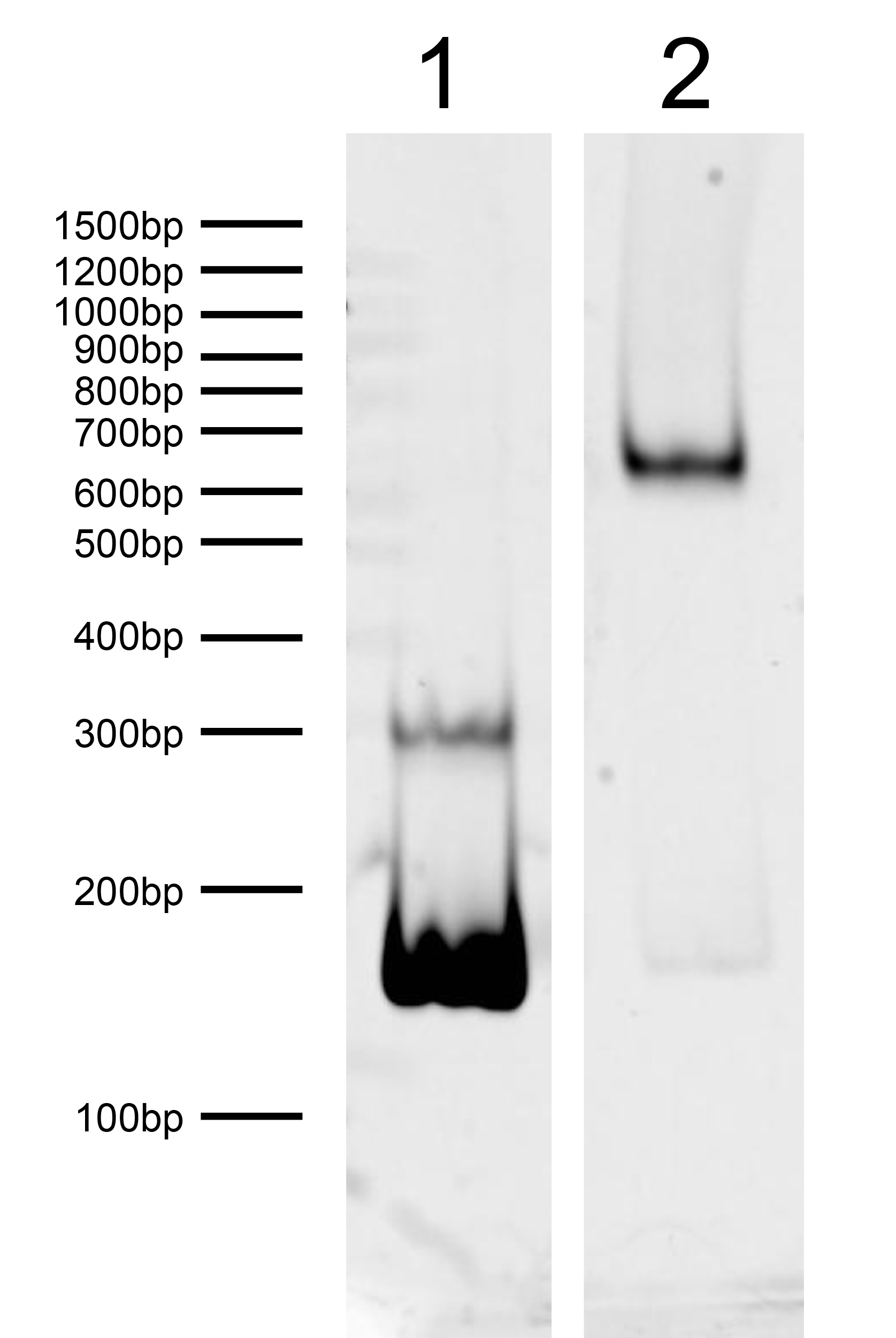 16-0388 DNA Gel Data